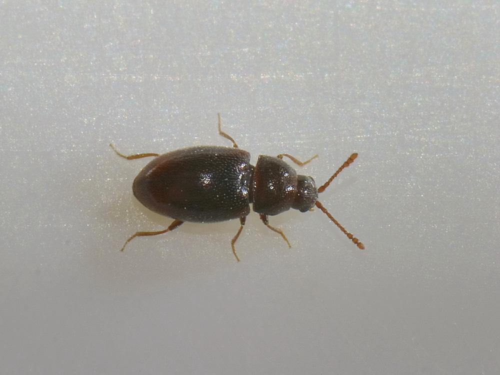 A quale famiglia appartiene? Atomaria sp. - Cryptophagidae